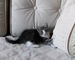 Кошки в Москве: Маленькая кошечка ищет любящий дом 🐱 Девочка, 200 руб. - фото 5