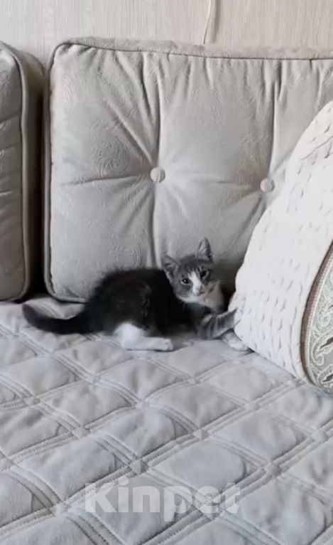 Кошки в Москве: Маленькая кошечка ищет любящий дом 🐱 Девочка, 200 руб. - фото 5