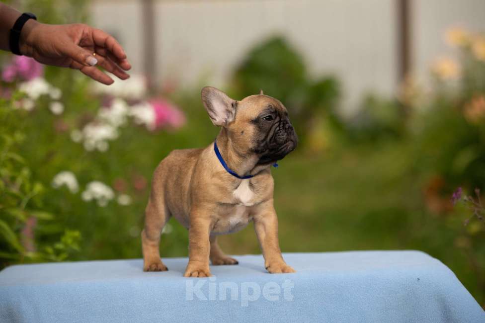 Собаки в Москве: Щенки французского бульдога Мальчик, 50 000 руб. - фото 3
