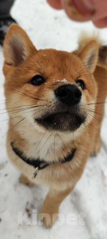 Собаки в Екатеринбурге: Сиба ину щенок мальчик озорной и игривый Мальчик, Бесплатно - фото 7