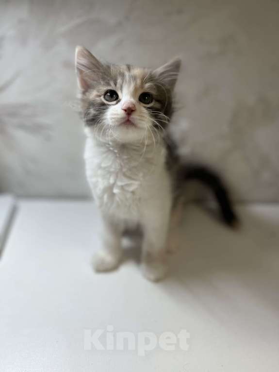 Кошки в Ростове-на-Дону: Манчкин котенок  Девочка, 7 000 руб. - фото 1