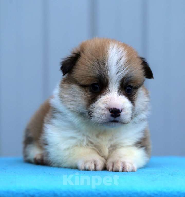 Собаки в Краснодаре: Вельш корги пемброк Мальчик, 50 000 руб. - фото 2