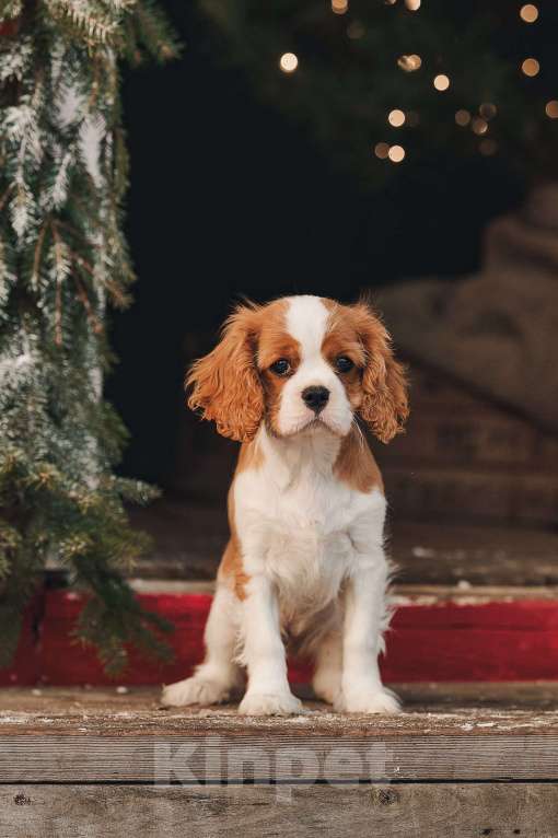 Собаки в других городах Московской области: Девочка кавалер бленхейм  Девочка, 120 000 руб. - фото 2