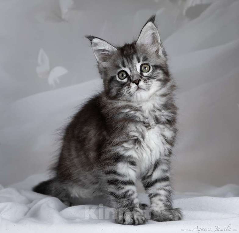 Кошки в Москве: Аврора - сама нежность Девочка, 130 000 руб. - фото 3