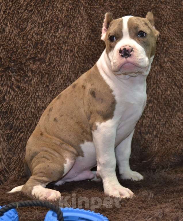 Собаки в других городах Московской области: Американский Булли XL Мальчик, 120 000 руб. - фото 8