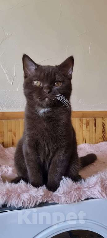 Кошки в Екатеринбурге: Британский котик Мальчик, Бесплатно - фото 2