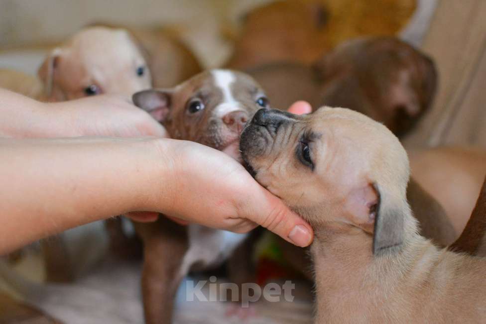 Собаки в Санкт-Петербурге: Продаем  Девочка, 29 000 руб. - фото 3