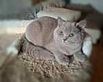 Кошки в Санкт-Петербурге: Британский котенок лилового окраса. Мальчик, Бесплатно - фото 4