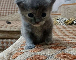 Кошки в Краснодаре: Котенок русской голубой кошки Девочка, 800 руб. - фото 2