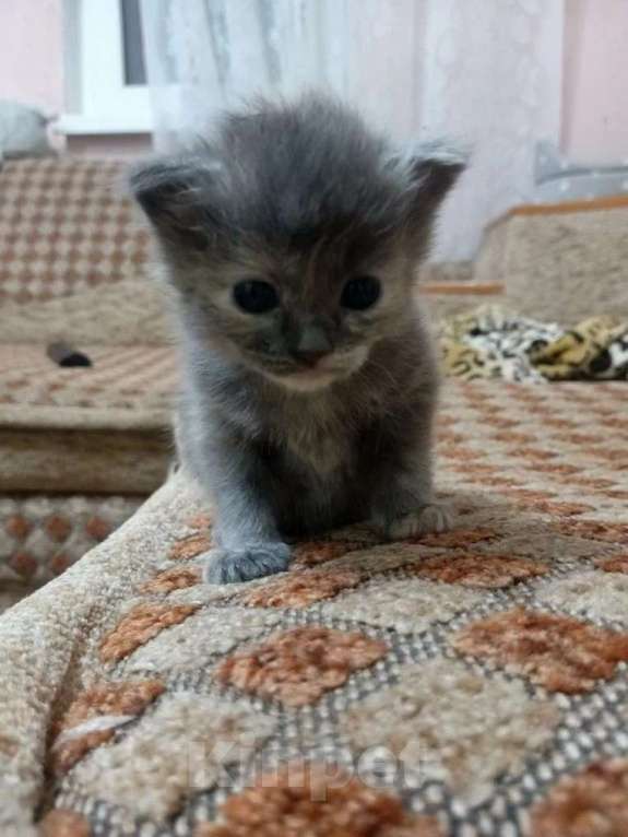 Кошки в Краснодаре: Котенок русской голубой кошки Девочка, 800 руб. - фото 2