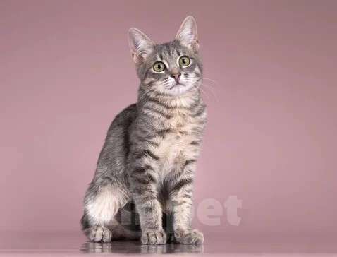 Кошки в Москве: Милая девочка-котенок Маруся в добрые руки Девочка, Бесплатно - фото 3