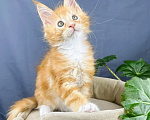 Кошки в Липецке: Котята мейн-кун Разнополые, Бесплатно - фото 2