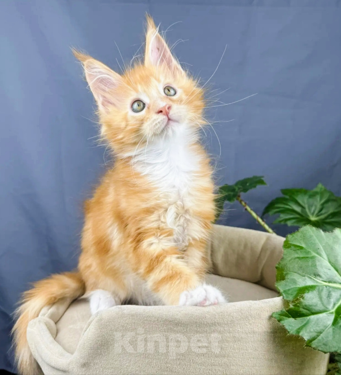 Кошки в Липецке: Котята мейн-кун Разнополые, Бесплатно - фото 2