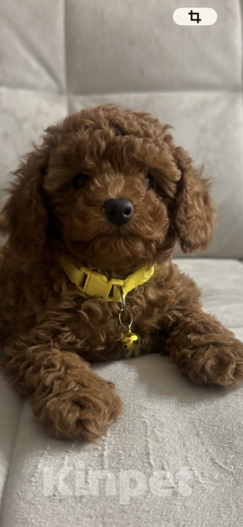 Собаки в Москве: Той пудель мальчик 💛 Мальчик, 60 000 руб. - фото 4