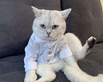Кошки в Нытве: Кот на Вязку ищут себе невесту на своём территорию, 1 000 руб. - фото 4