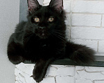 Кошки в Сертолово: продам котят, 25 000 руб. - фото 6