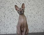 Кошки в Усинске: Котик Донской сфинкс, 4 000 руб. - фото 1