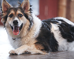 Собаки в Одинцово: Ласковая Ляля ищет дом Девочка, Бесплатно - фото 2