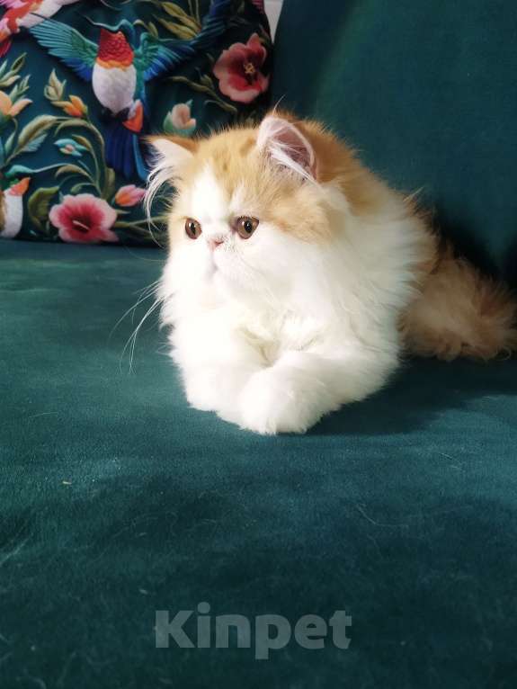 Кошки в Москве: Пушистое счастье Мальчик, 30 000 руб. - фото 4