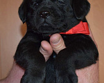 Собаки в Иваново: Продам щенков лабрадора Мальчик, 60 000 руб. - фото 1