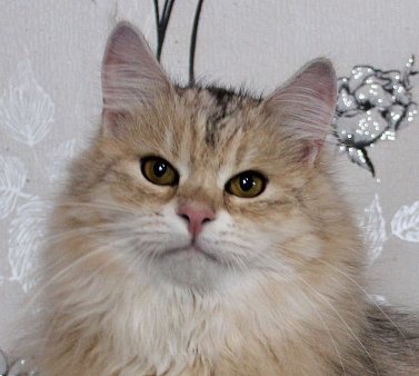 Сибирский котёнок