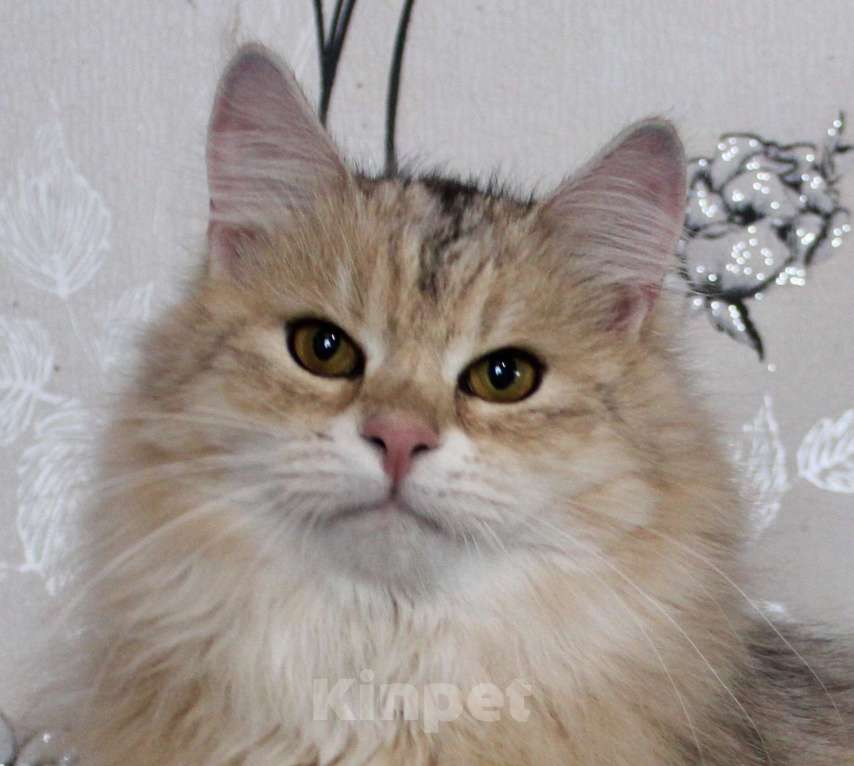 Кошки в Тюмени: Сибирский котёнок Мальчик, 50 000 руб. - фото 1