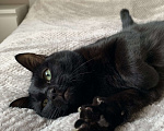 Кошки в Бронницах: Обнимательная Ириска ищет хозяев Девочка, Бесплатно - фото 8