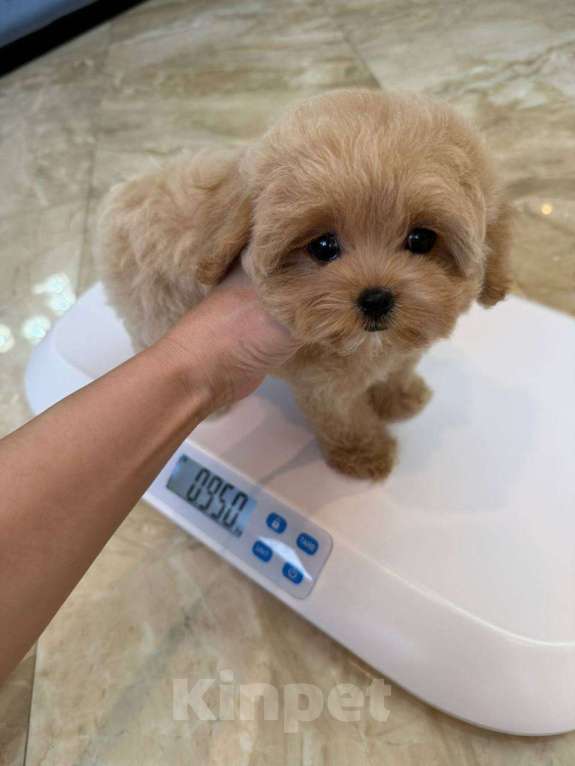 Собаки в Москве: Щенки Мальтипу микро ф1 из Китая  Девочка, Бесплатно - фото 5