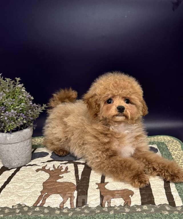 Собаки в Москве: Щенок Мальтипу Мальчик, 100 000 руб. - фото 3