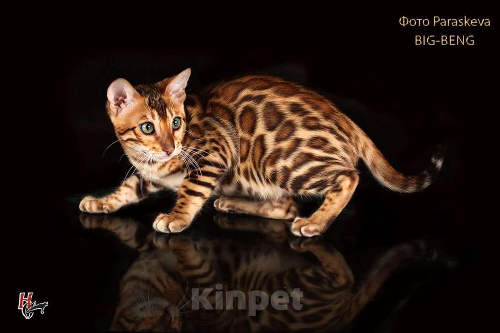 Кошки в Санкт-Петербурге: бенгальская девочка Тыковка BIg-Beng Девочка, 35 000 руб. - фото 3