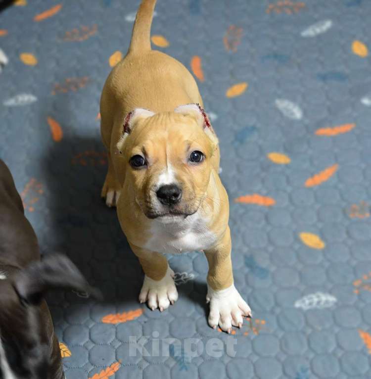 Собаки в Москве: Красивый мальчик Амсьафф Мальчик, 50 000 руб. - фото 1