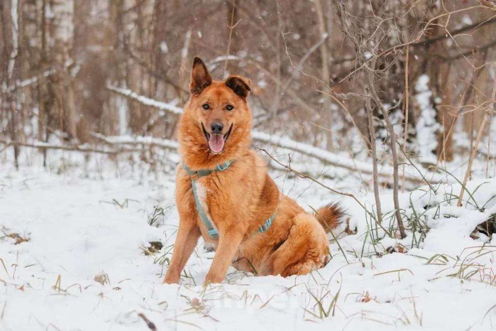 Собаки в Москве: Люмус ищет дом  Мальчик, Бесплатно - фото 5