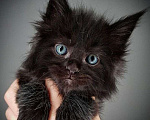 Кошки в Краснодаре: Чистокровный котёнок Мейн-кун, окрас чёрный солид  Мальчик, Бесплатно - фото 1