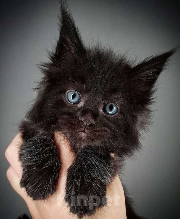 Кошки в Краснодаре: Чистокровный котёнок Мейн-кун, окрас чёрный солид  Мальчик, Бесплатно - фото 1
