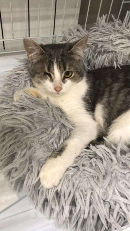 Кошки в Москве: Лаки Мальчик, Бесплатно - фото 10