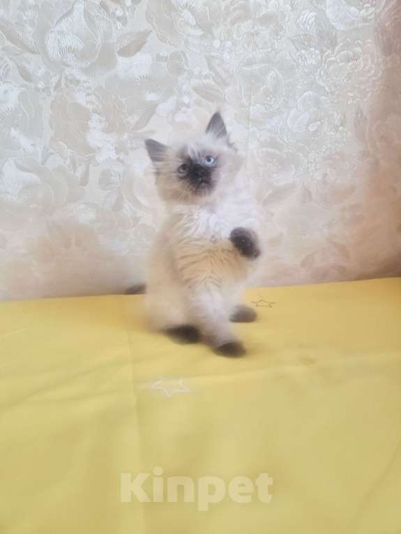 Кошки в Москве: Девочка Рэгдолл Девочка, 55 000 руб. - фото 4