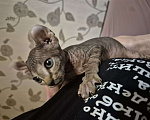 Кошки в Москве: Эльф котик Мальчик, 29 000 руб. - фото 6