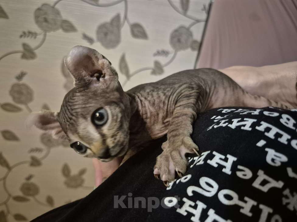 Кошки в Москве: Эльф котик Мальчик, 29 000 руб. - фото 6