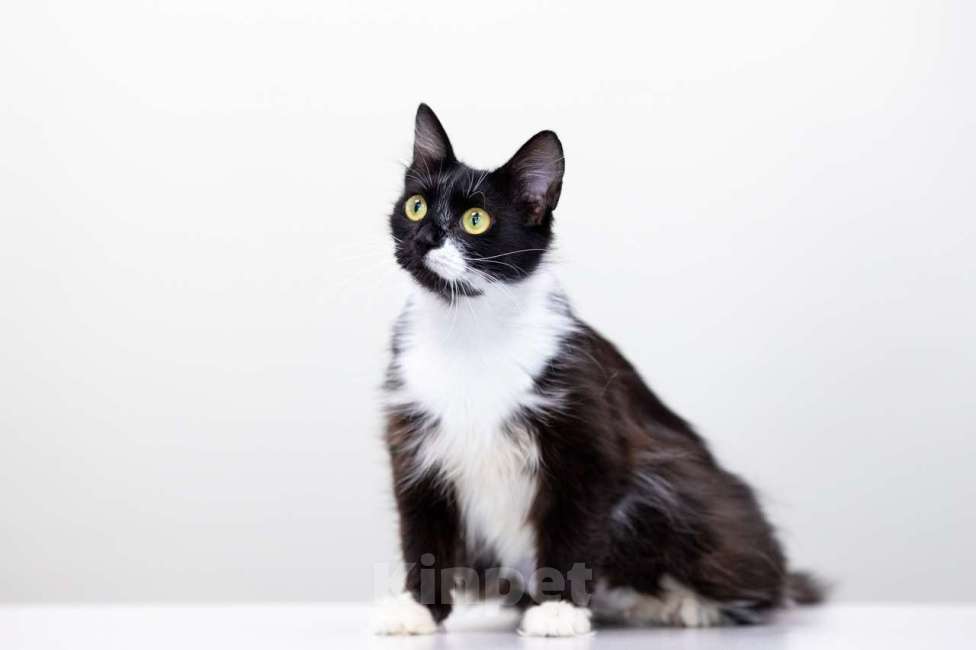 Кошки в Москве: Матильда Девочка, Бесплатно - фото 3