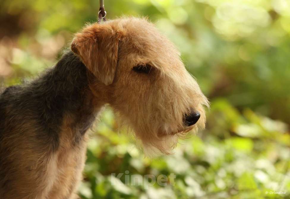 Собаки в Москве: Подрощенный щенок Лейкленд терьера Мальчик, 70 000 руб. - фото 2