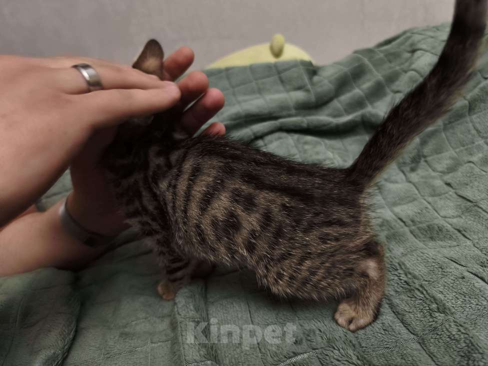 Кошки в Ореховом-Зуево: Котята метисы бенгал-ориентал Разнополые, 16 500 руб. - фото 10