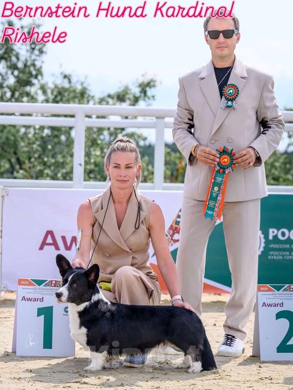 Собаки в Санкт-Петербурге: Племенной кобель Вельш корги кардиган Мальчик, Бесплатно - фото 6