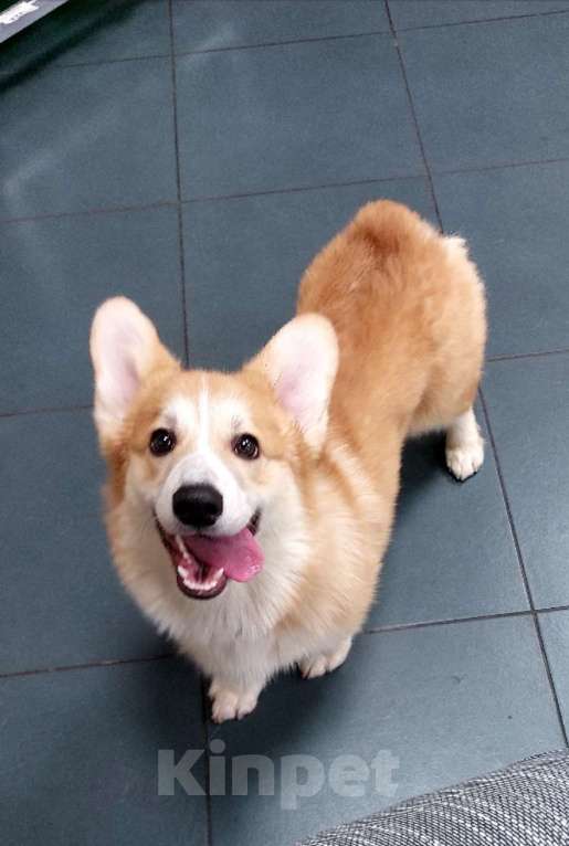 Собаки в Нововоронеже: Щенок вельш-корги пемброк с документами РКФ 5 мес. Мальчик, Бесплатно - фото 5