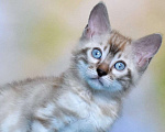 Кошки в Нижнем Новгороде: Бенгальский кот линкс Мальчик, 25 000 руб. - фото 1