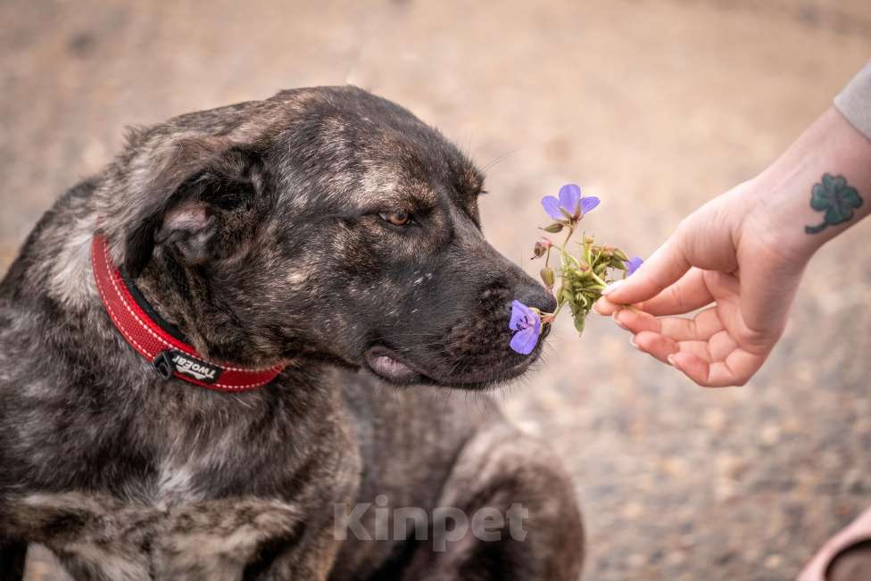 Собаки в других городах Владимирской области: Помесь аланской породы в добрые руки Девочка, Бесплатно - фото 5