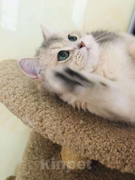 Кошки в Симферополе: Британский малыш  Мальчик, 60 000 руб. - фото 5