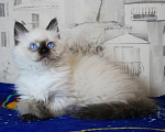 Кошки в Кирове: Шикарный котик Мальчик, 30 000 руб. - фото 3