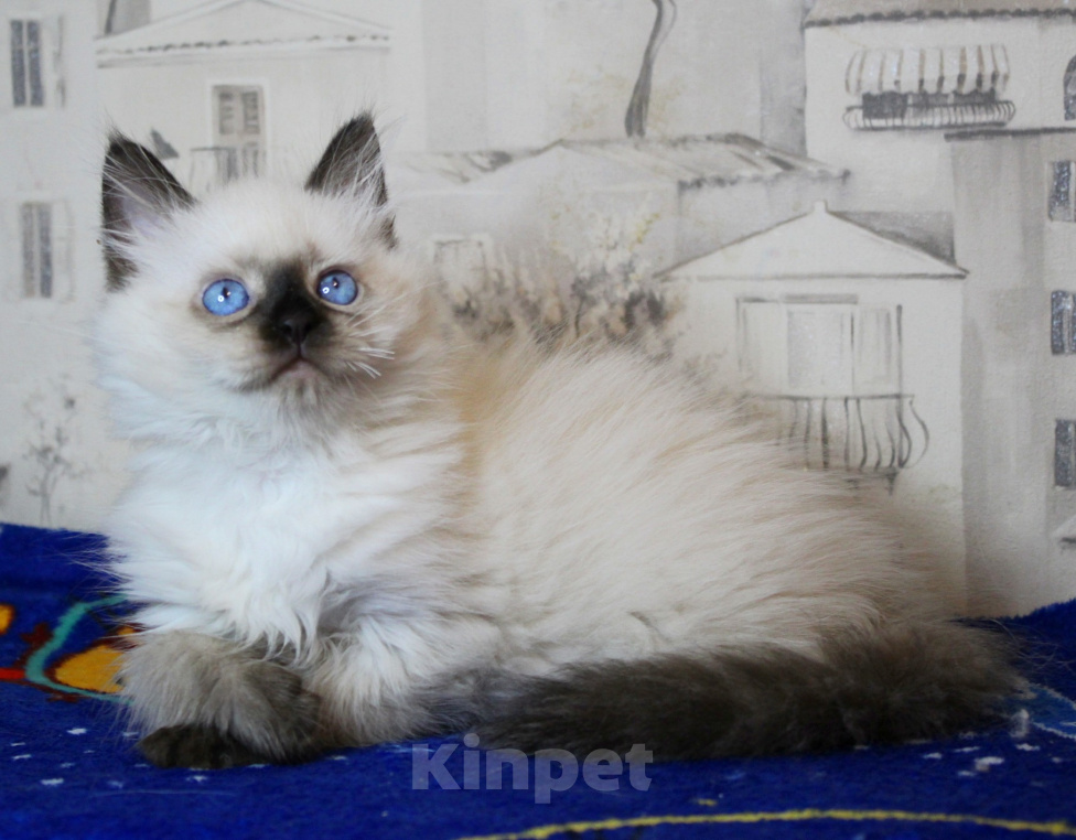 Кошки в Кирове: Шикарный котик Мальчик, 30 000 руб. - фото 3