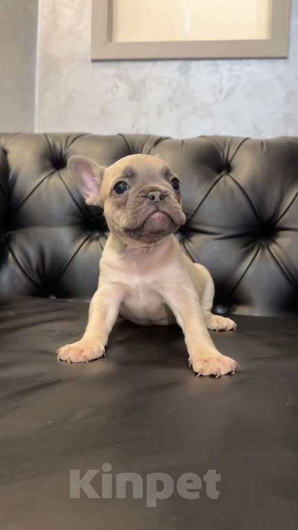 Собаки в Иркутске: Лекс Лагерфельд Мальчик, 60 000 руб. - фото 3