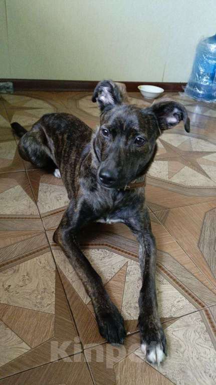 Собаки в Ростове-на-Дону: Внимание, внимание❣️   Пристраивается невероятная девочка.  Девочка, Бесплатно - фото 2